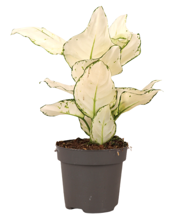 Aglaonema White Joy (Kolbenfaden) (S)