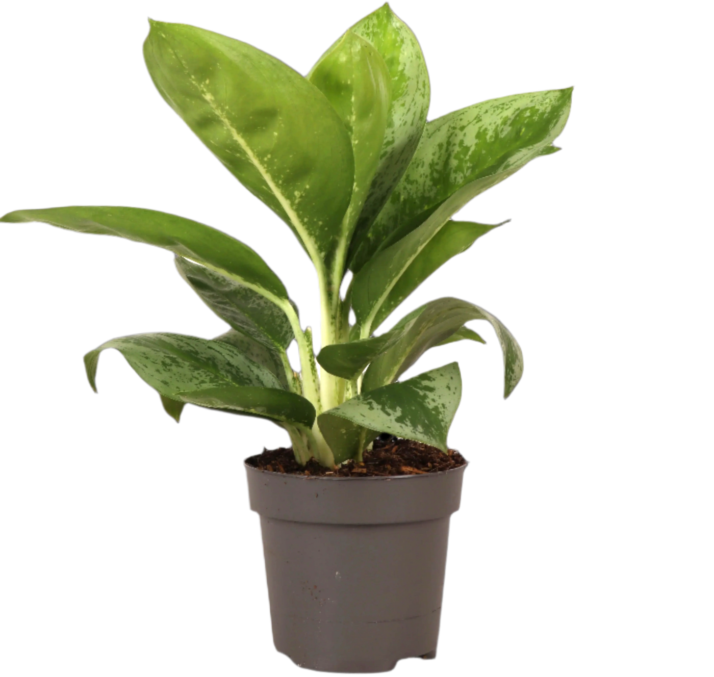 Aglaonema Lemon Mint (Kolbenfaden) (S)