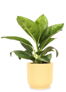 Aglaonema Lemon Mint (Kolbenfaden) (S)