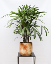 Rhapis excelsa (Steckenpalme) (L) inspiratie 2