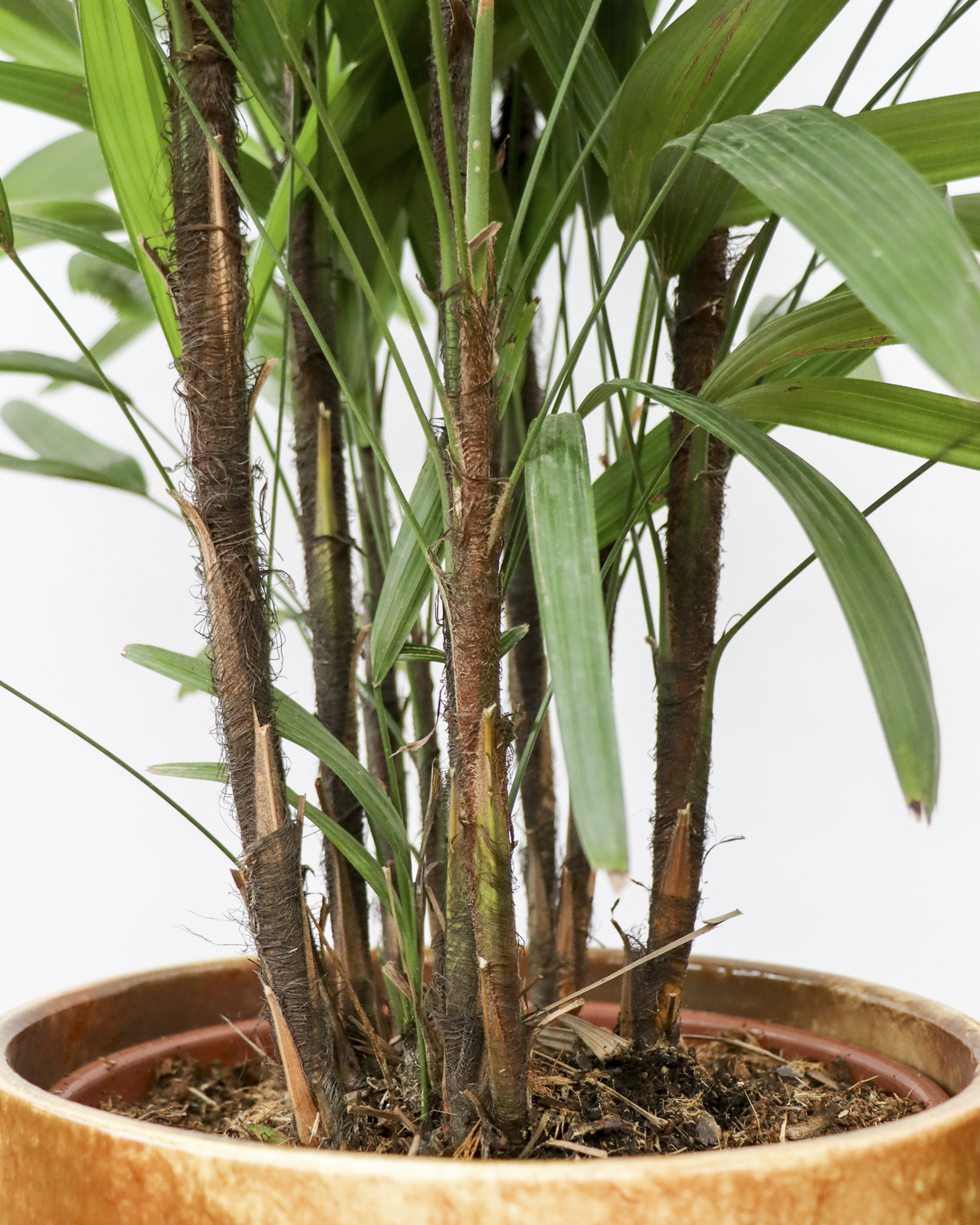 Rhapis excelsa (Steckenpalme) (L) inspiratie 1