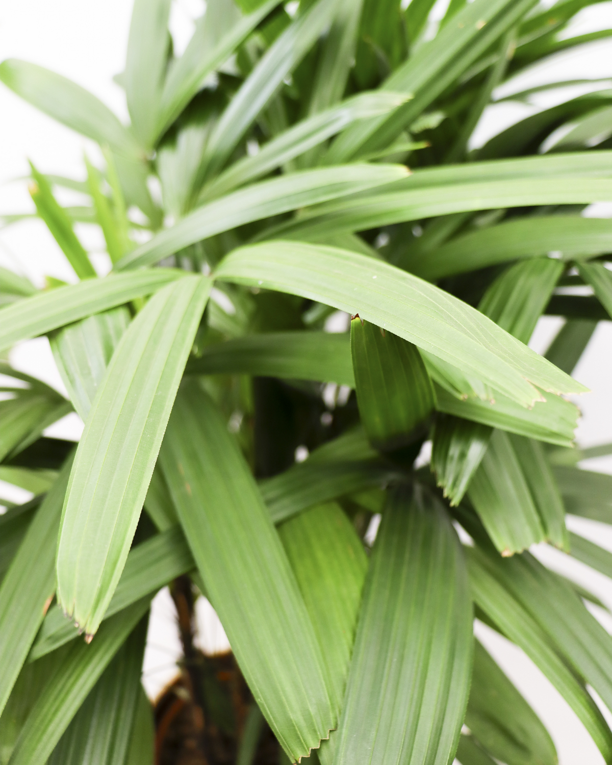 Rhapis excelsa (Steckenpalme) (L) inspiratie 3
