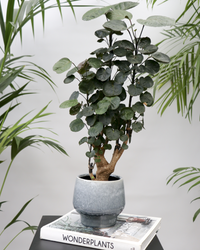 Polyscias fabian bonsai (Fiederaralie) (S) inspiratie 2