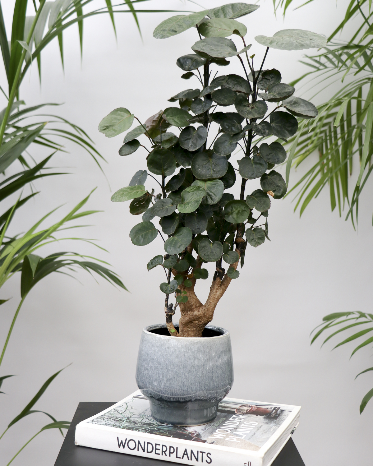 Polyscias fabian bonsai (Fiederaralie) (S) inspiratie 2