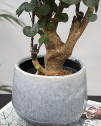 Polyscias fabian bonsai (Fiederaralie) (S) inspiratie 3