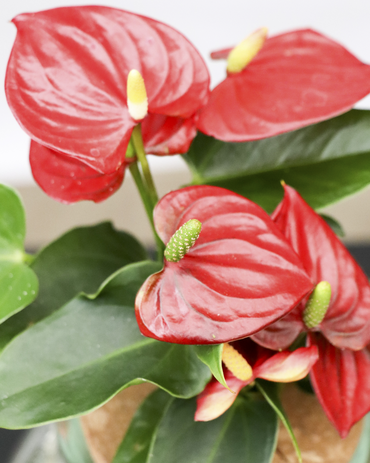 Anthurium in Wasser inspiratie 3