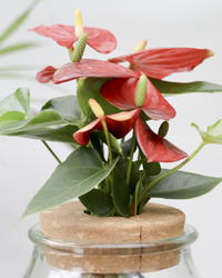 Anthurium in Wasser inspiratie 1
