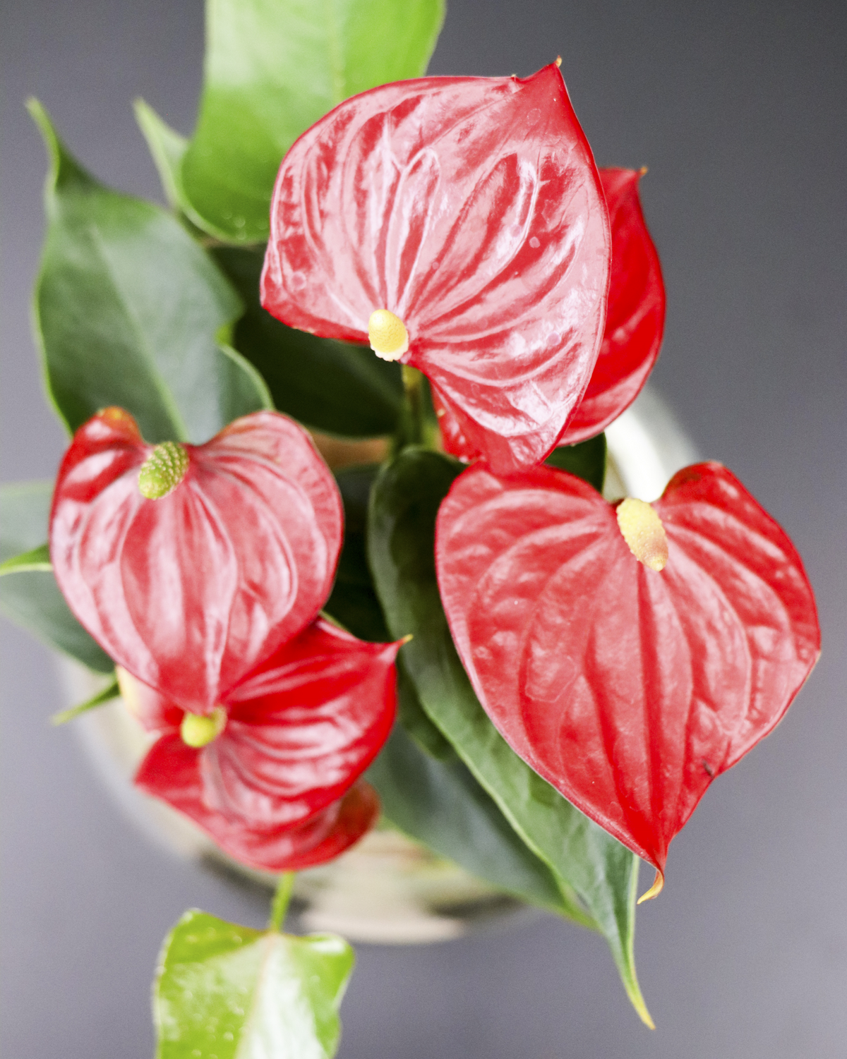 Anthurium in Wasser inspiratie 4