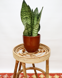 Sansevieria zeylanica (Bogenhanf) (S) inspiratie 1