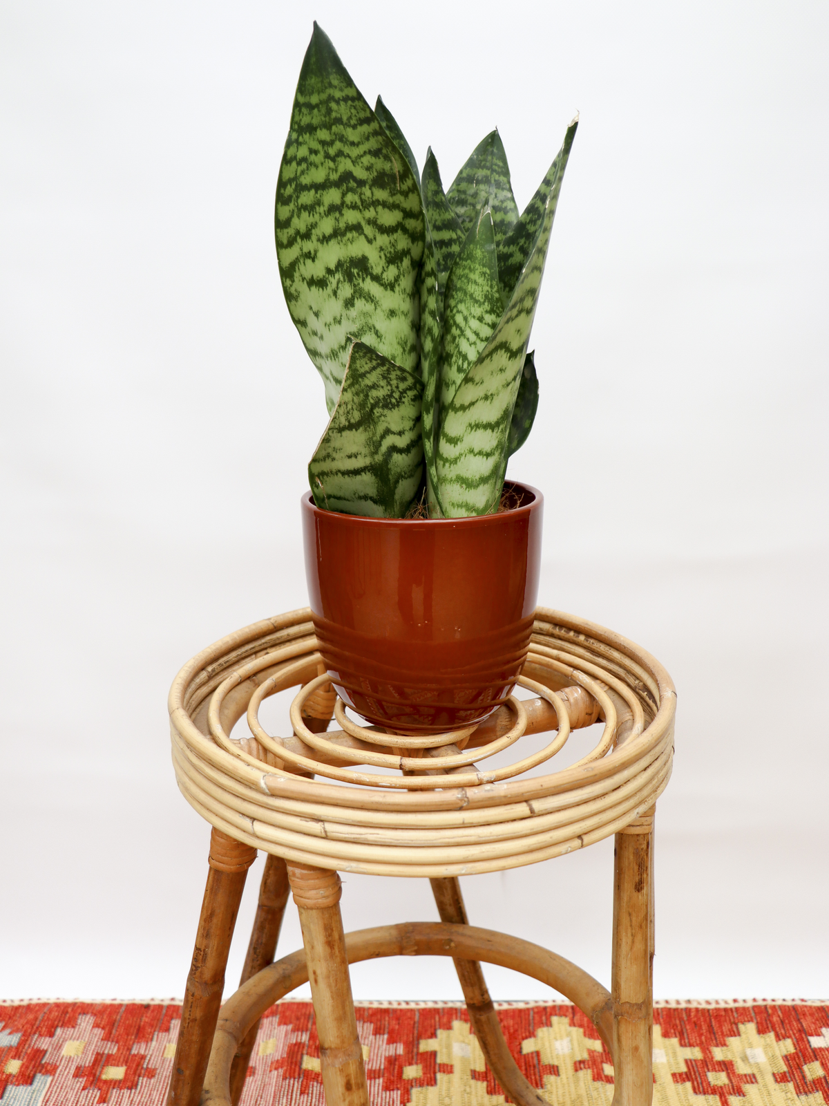 Sansevieria zeylanica (Bogenhanf) (S) inspiratie 1