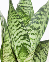 Sansevieria zeylanica (Bogenhanf) (S) inspiratie 2