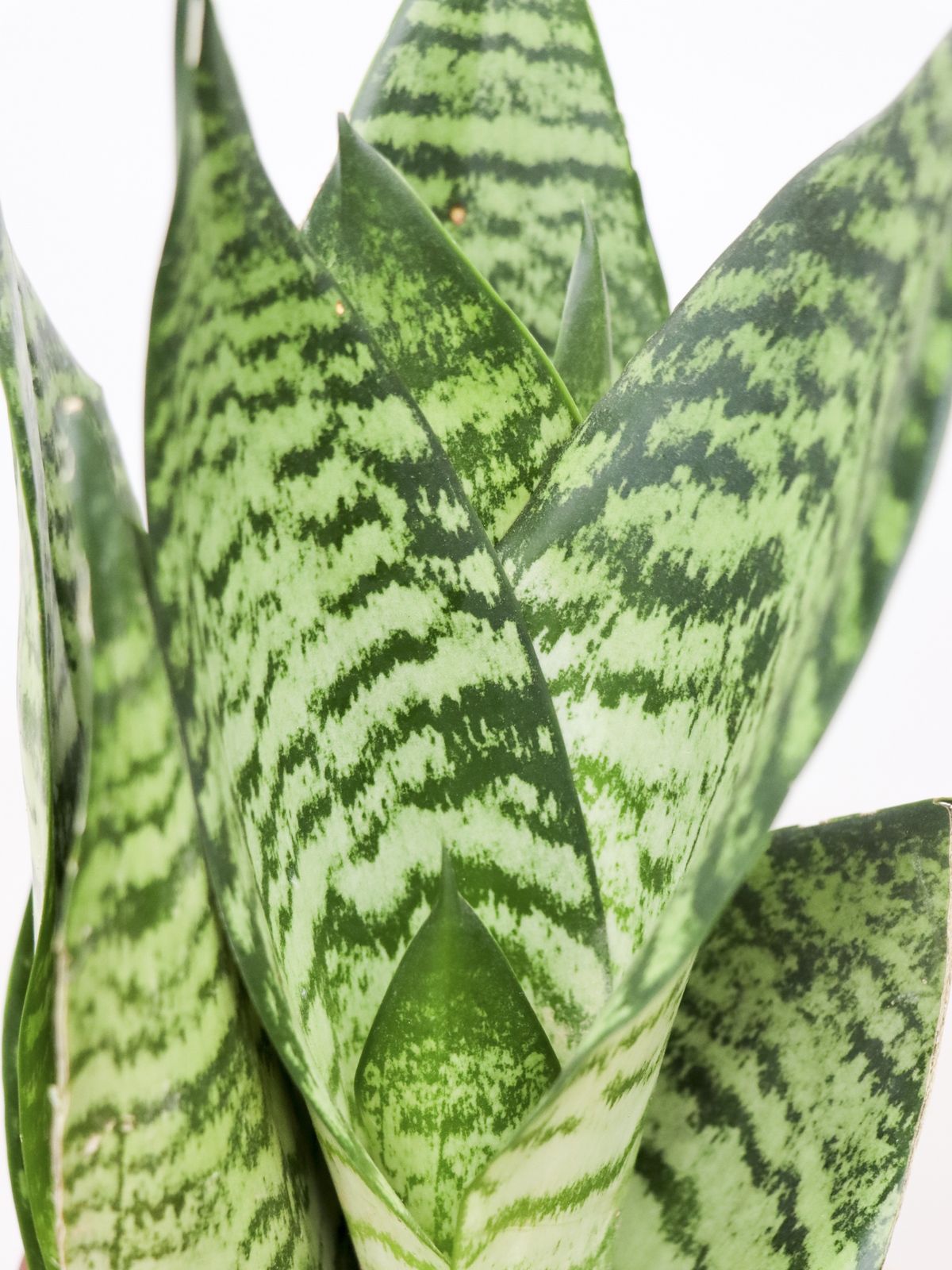 Sansevieria zeylanica (Bogenhanf) (S) inspiratie 2