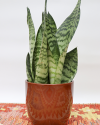 Sansevieria zeylanica (Bogenhanf) (S) inspiratie 3