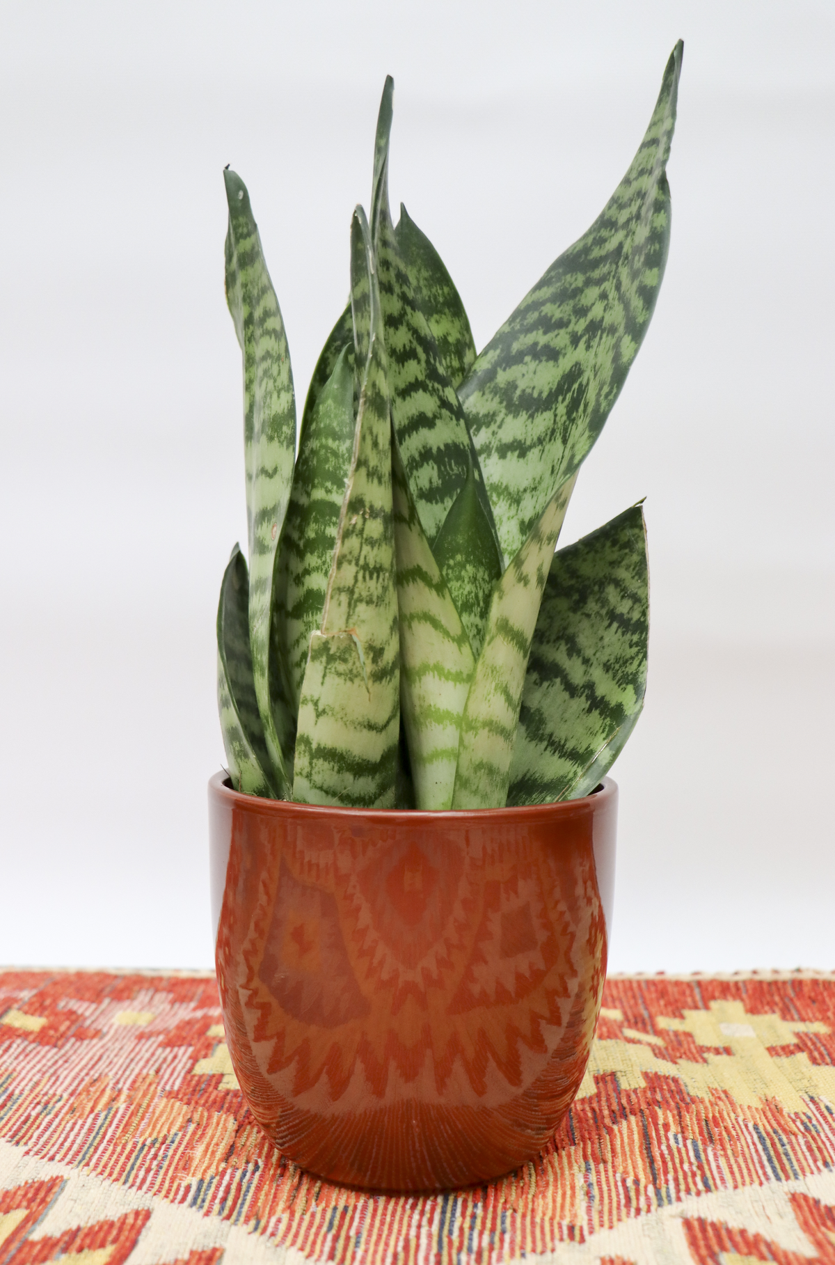 Sansevieria zeylanica (Bogenhanf) (S) inspiratie 3