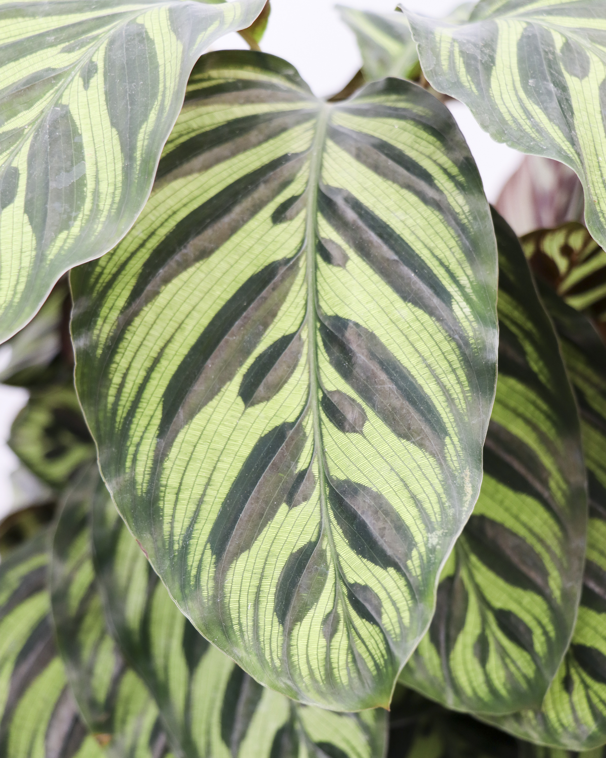 Calathea makoyana (Korbmarante) (M) inspiratie 4
