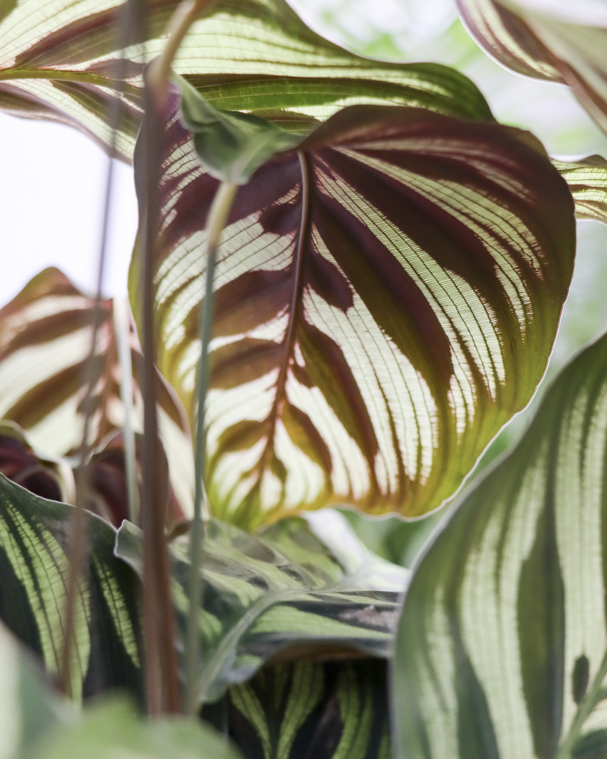 Calathea makoyana (Korbmarante) (M) inspiratie 3