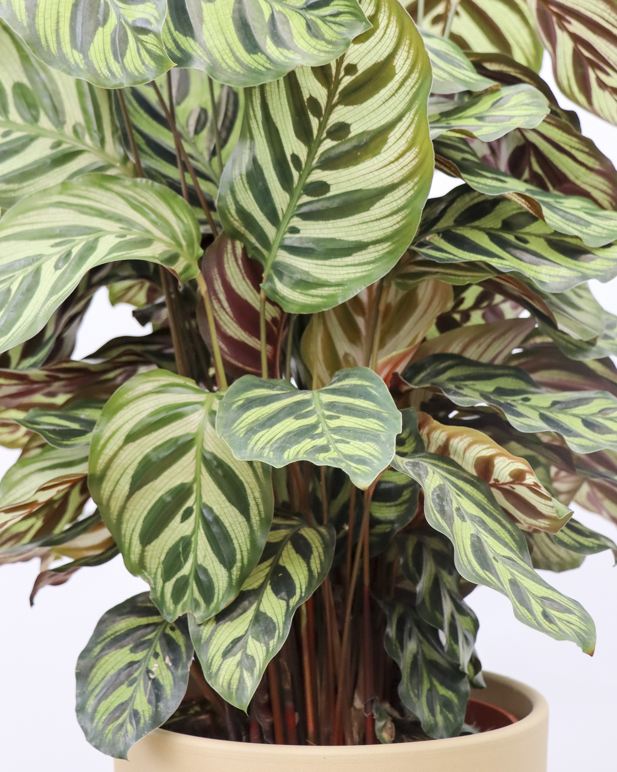 Calathea makoyana (Korbmarante) (M) inspiratie 2