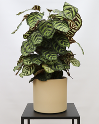 Calathea makoyana (Korbmarante) (M) inspiratie 1