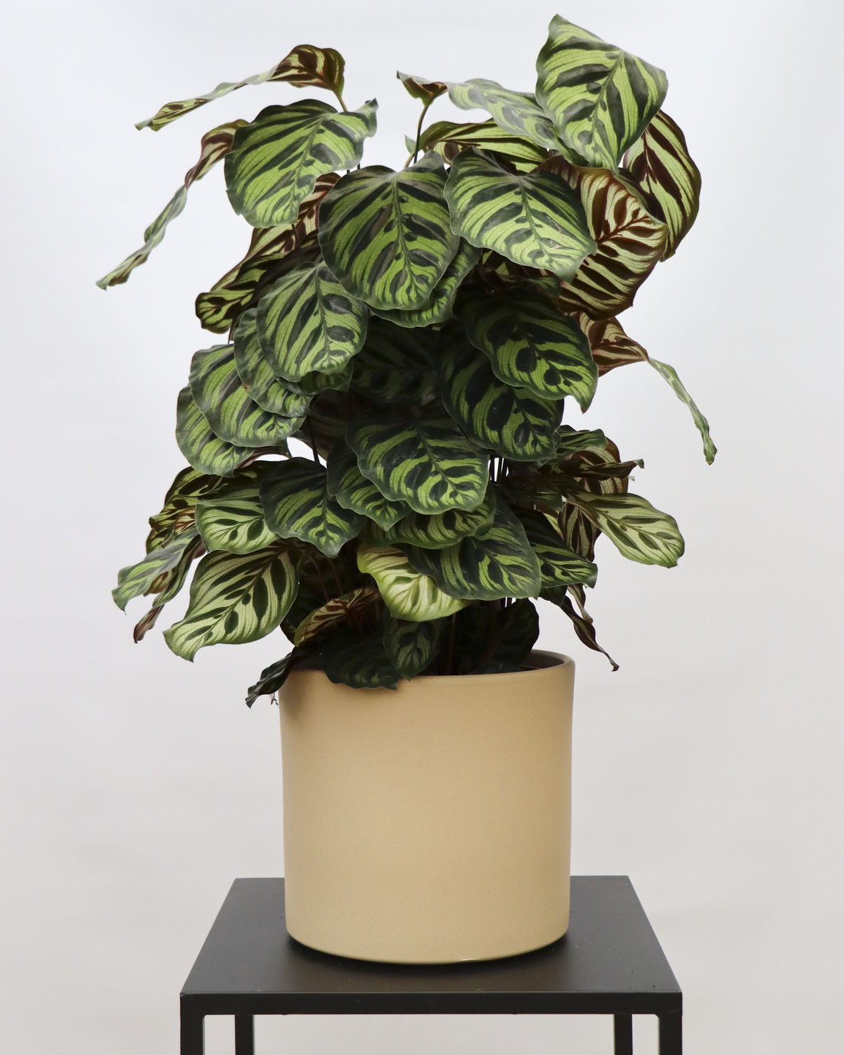 Calathea makoyana (Korbmarante) (M) inspiratie 1