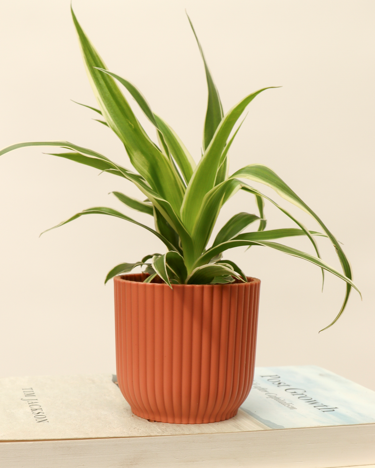Chlorophytum (Grünlilie) (XS) inspiratie 3