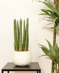 Sansevieria straight (Bogenhanf) (S) inspiratie 1