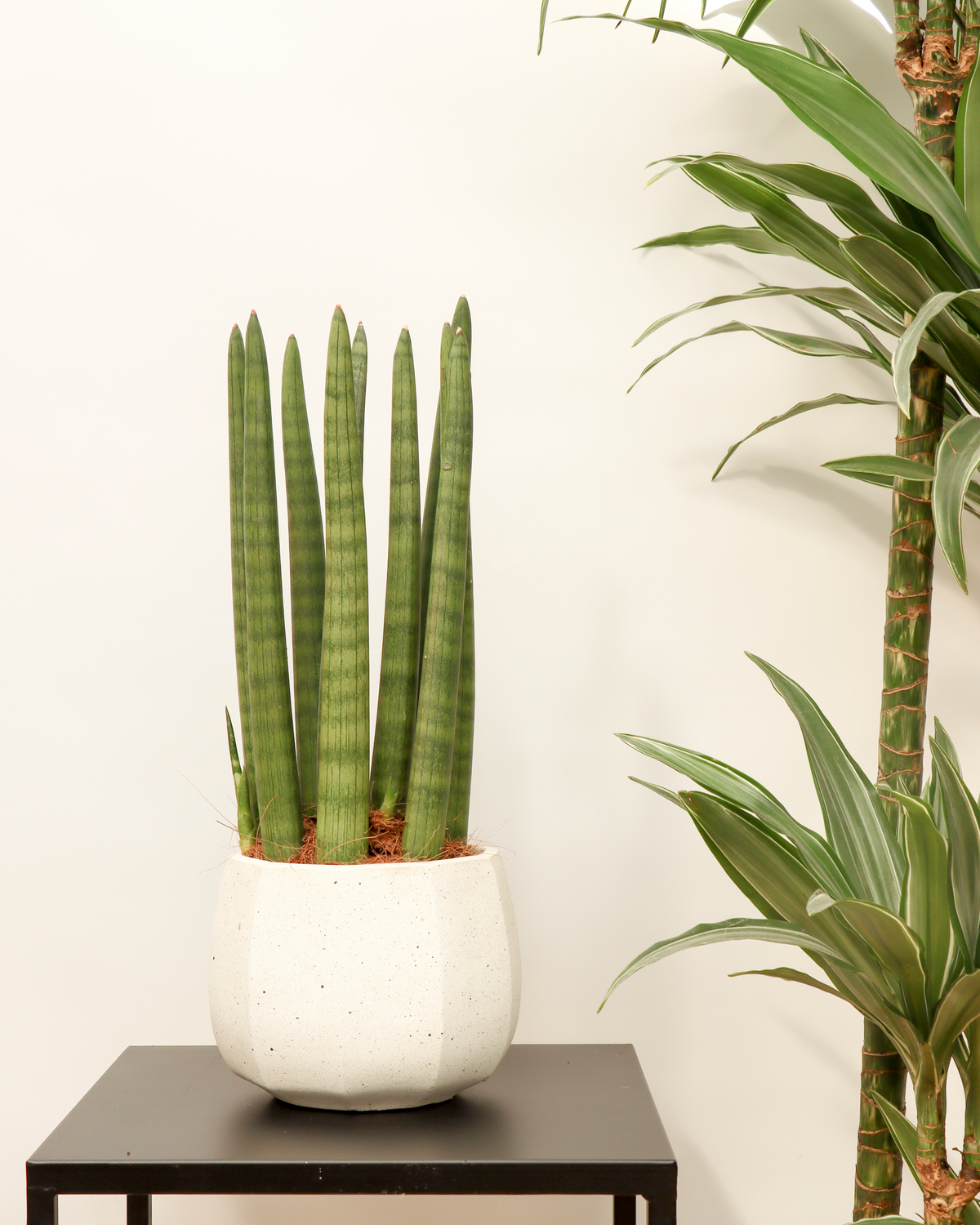 Sansevieria straight (Bogenhanf) (S) inspiratie 1