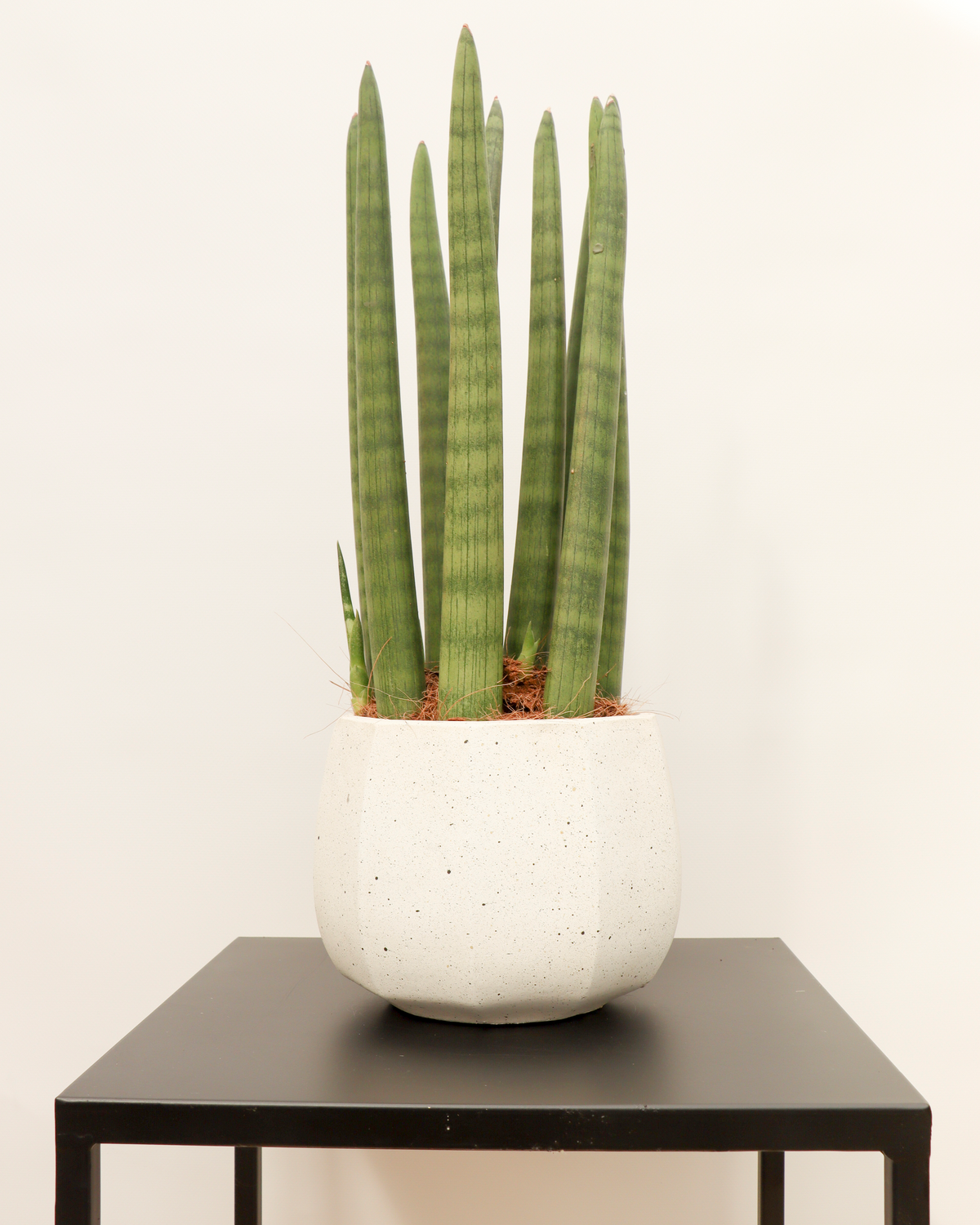 Sansevieria straight (Bogenhanf) (S) inspiratie 3