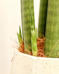 Sansevieria straight (Bogenhanf) (S) inspiratie 2