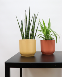 Sansevieria fernwood mikado (Bogenhanf) (XS) inspiratie 1