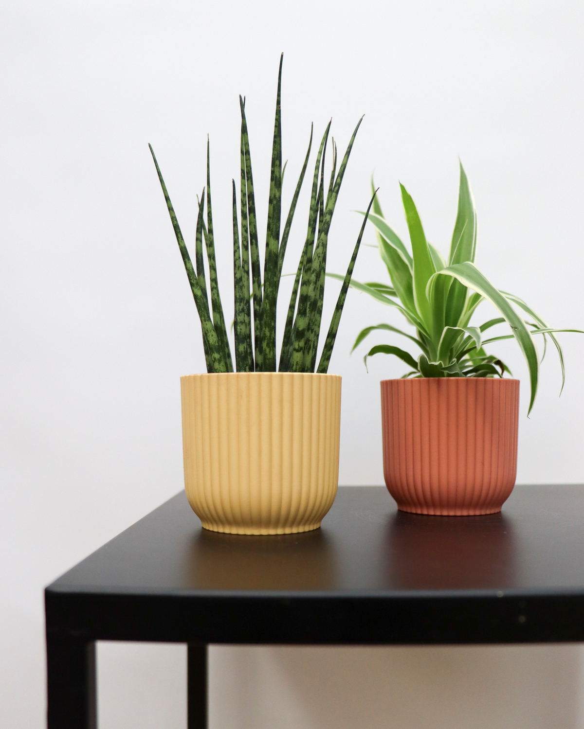 Sansevieria fernwood mikado (Bogenhanf) (XS) inspiratie 1