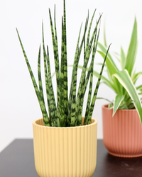 Sansevieria fernwood mikado (Bogenhanf) (XS) inspiratie 2