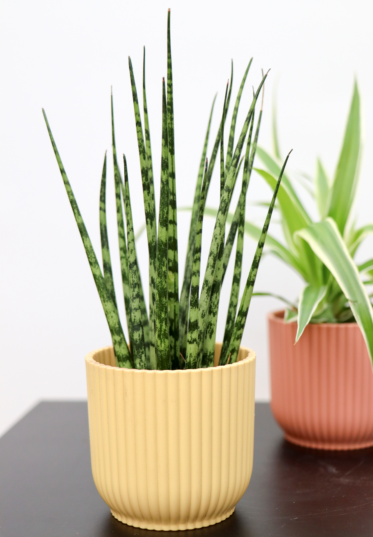 Sansevieria fernwood mikado (Bogenhanf) (XS) inspiratie 2