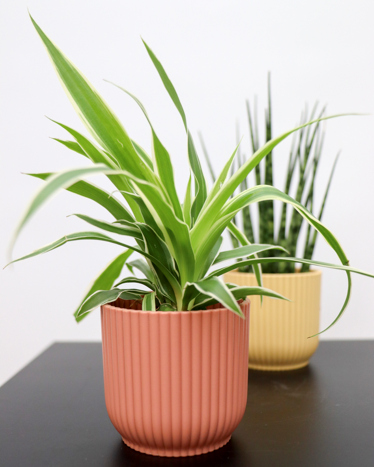 Chlorophytum (Grünlilie) (XS) inspiratie 2