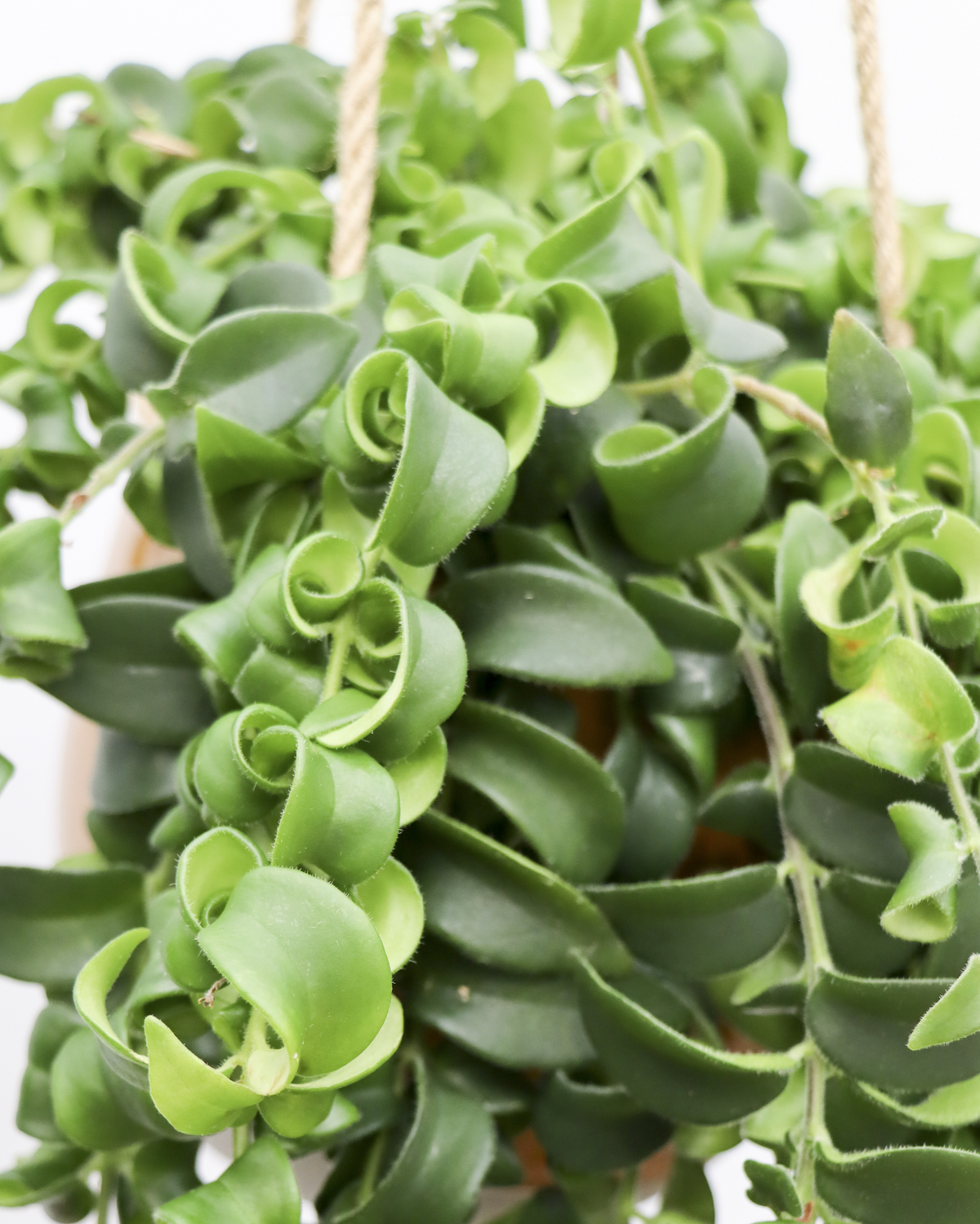Aeschynanthus Rasta  (Schamblume) (M) inspiratie 4