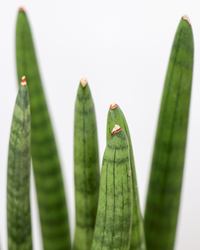 Sansevieria straight (Bogenhanf) (S) inspiratie 4