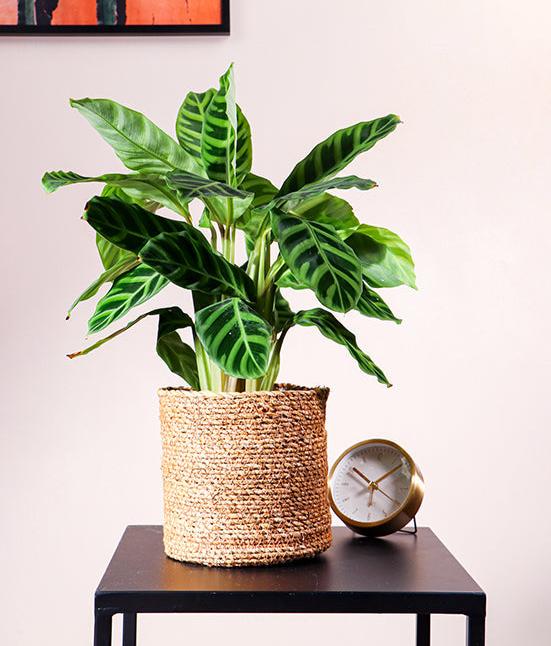 Calathea zebrina (Korbmarante) (S) inspiratie 1