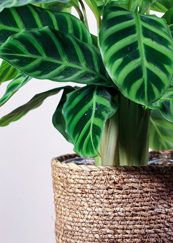 korbmarante zebrina Calathea zebrina (Korbmarante) (S) | Olivia