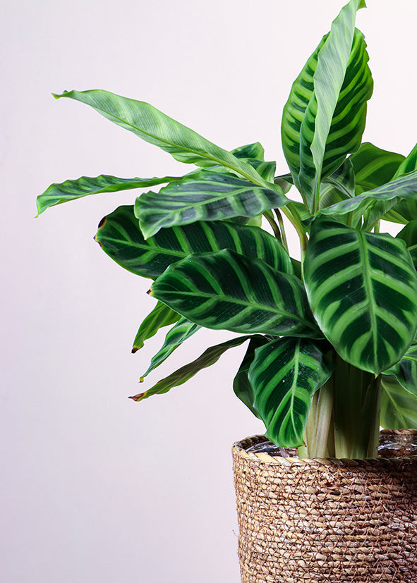 Calathea zebrina (Korbmarante) (S) inspiratie 3