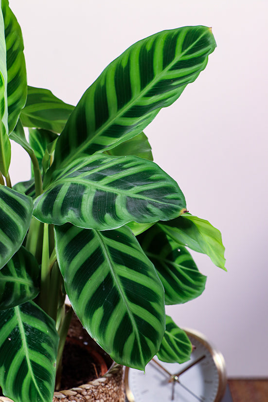 Calathea zebrina (Korbmarante) (S) inspiratie 4