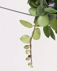 inspiratie-1