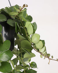 inspiratie-2