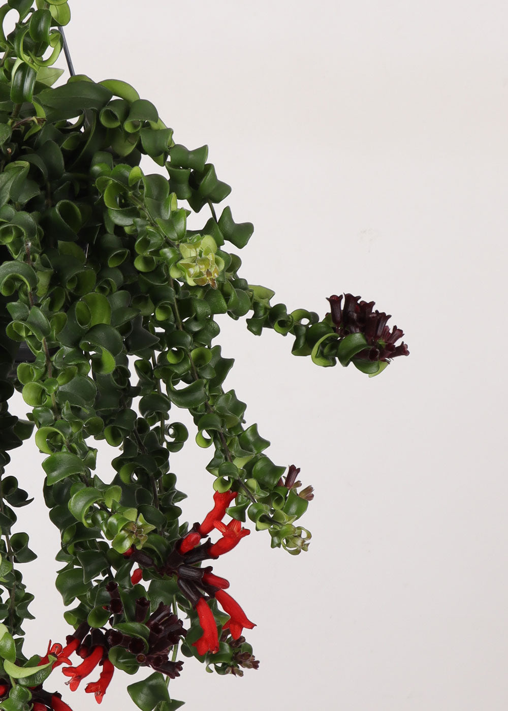 Aeschynanthus Rasta (Schamblume) kaufen