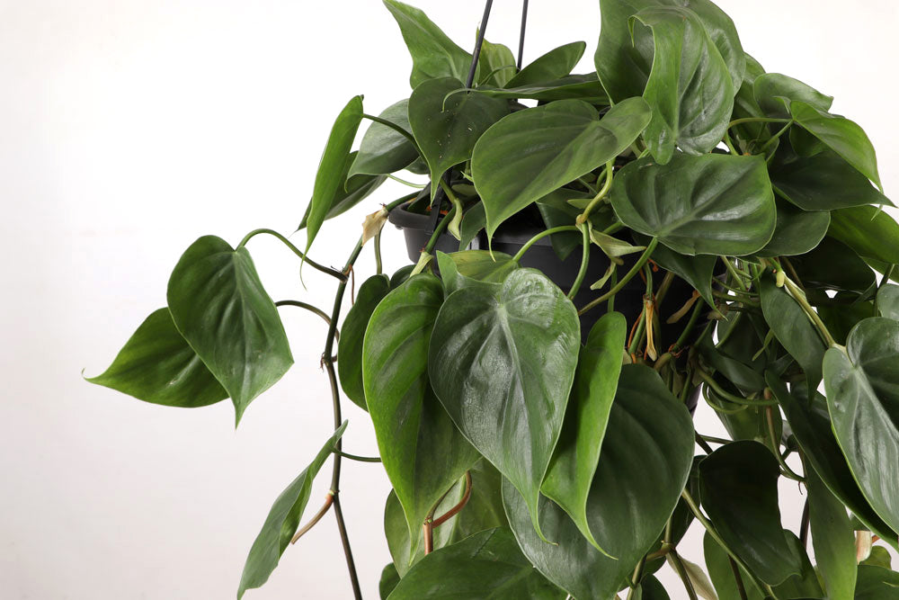 Philodendron scandens (Kletter-Philodendron) (M) inspiratie 2