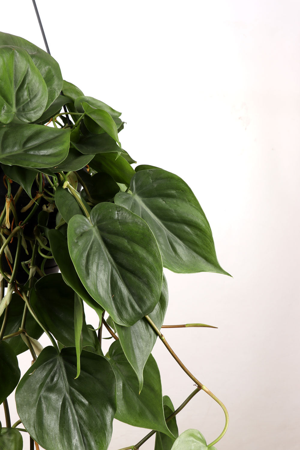 Philodendron scandens (Kletter-Philodendron) (M) inspiratie 1