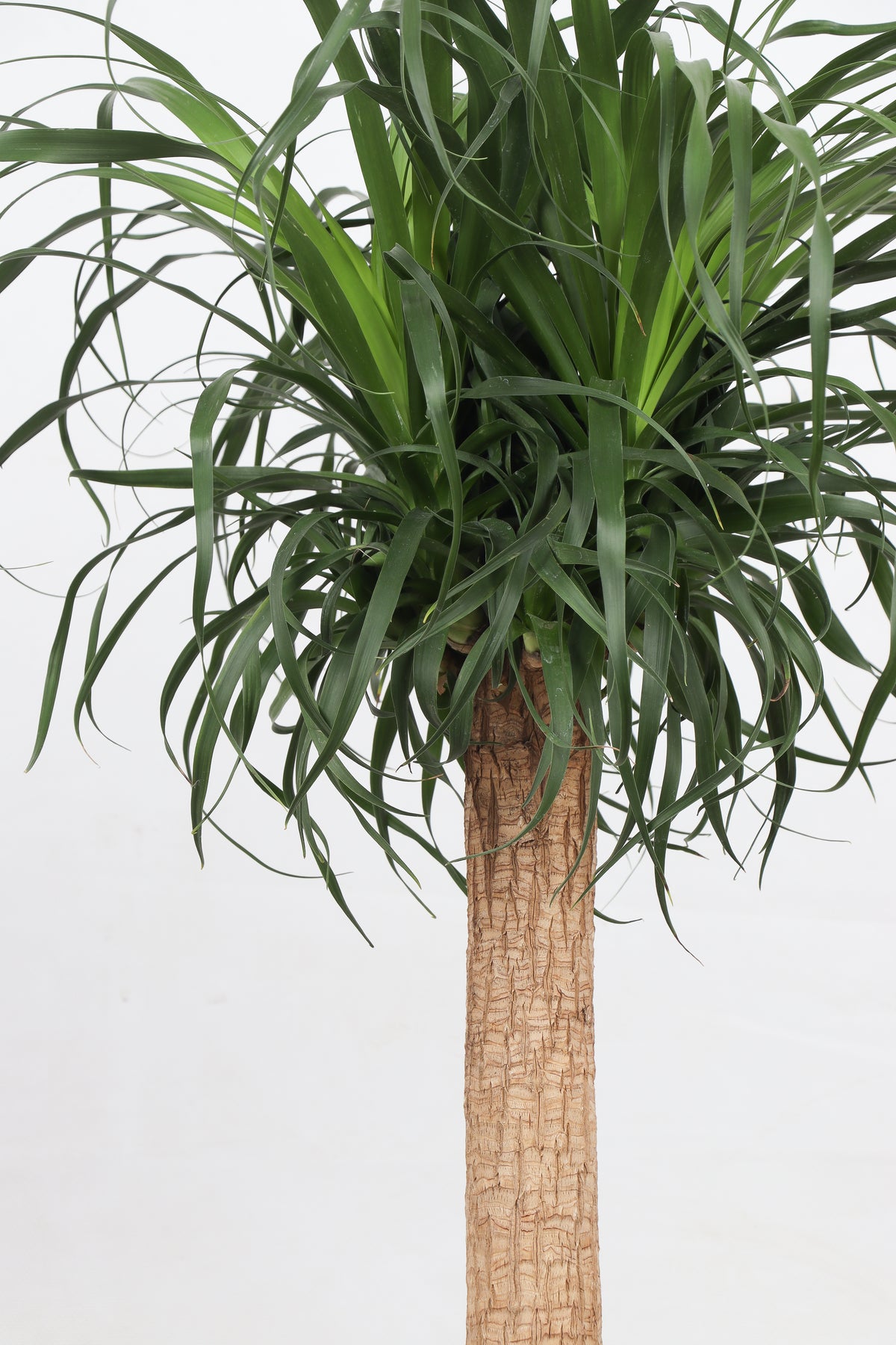 Beaucarnea recurvata (Elefantenfuß) (XL) inspiratie 2