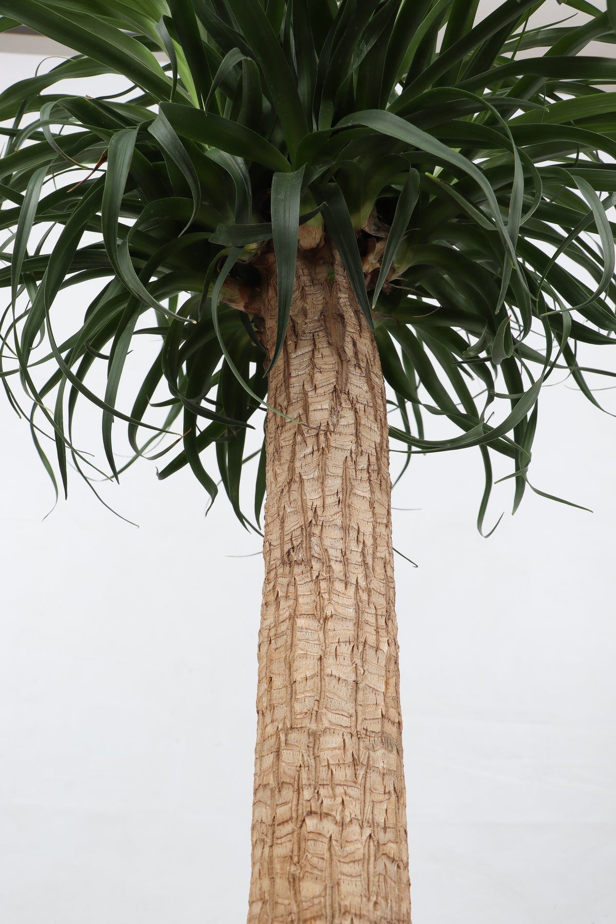 Beaucarnea recurvata (Elefantenfuß) (XL) inspiratie 3