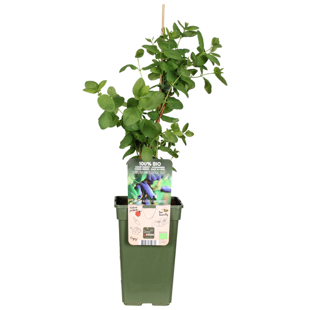 kamtschatica lonicera Lonicera kamtschatica (Honigbeere) (M) – Plantsome