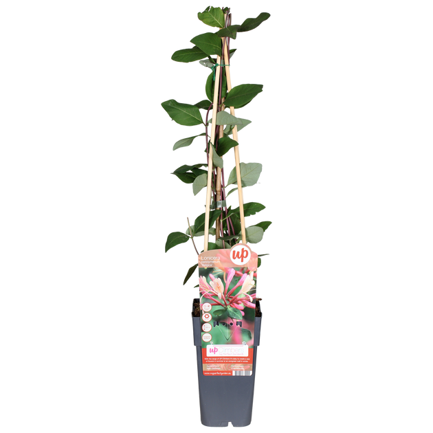 Lonicera per. 'Belgica' (Waldgeiblatt) kaufen | schnelle Lieferung nach  Hause| Plantsome