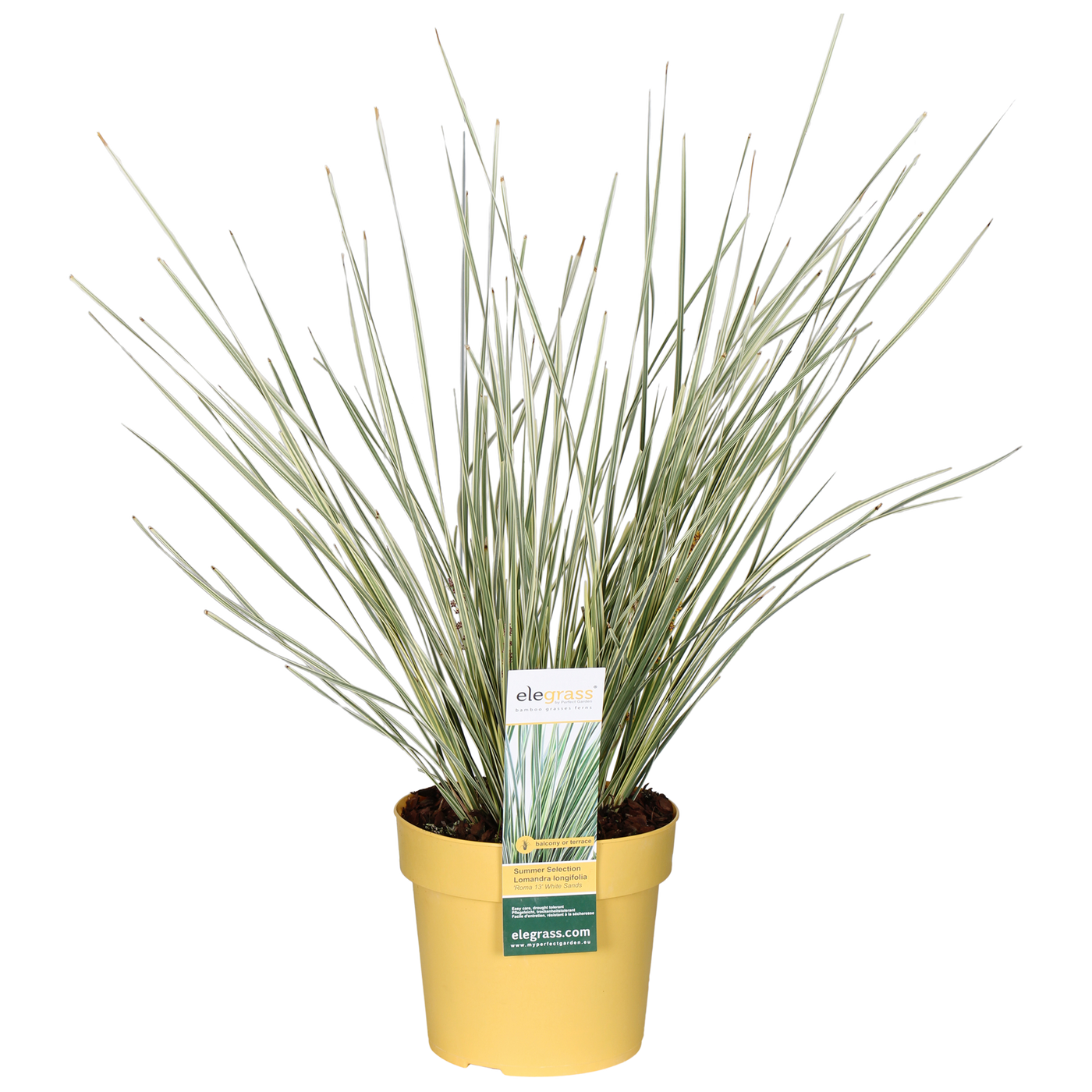 Lomandra longifolia 'White Sands' (M)