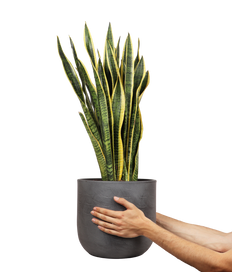 Sansevieria laurentii (Bogenhanf) (L)
